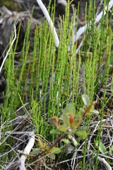 Equisetum palustre