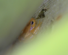 Anomaloglossus beebei
