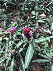 Justicia scheidweileri