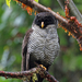 Black-and-white Owl - Photo (c) Robin Gwen Agarwal, some rights reserved (CC BY-NC), uploaded by Robin Gwen Agarwal