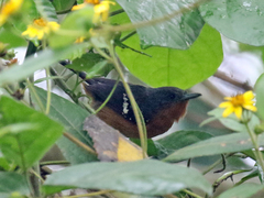 Microrhopias quixensis