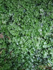 Lunularia cruciata