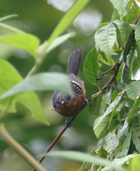 Microrhopias quixensis