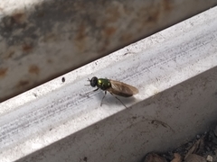 Chloromyia formosa