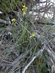 Erysimum nevadense