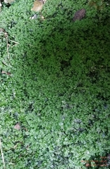 Lunularia cruciata