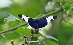 Heliconius sapho leuce