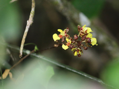 Trichocentrum cebolleta