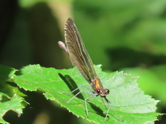 Calopteryx splendens