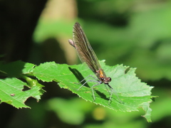Calopteryx splendens