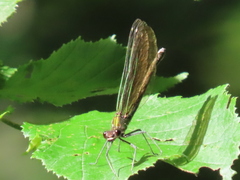 Calopteryx splendens