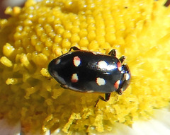 Eriopis magellanica