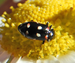 Eriopis magellanica