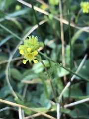 Ivesia campestris