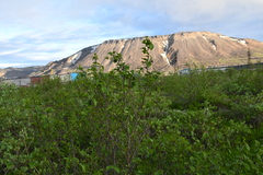 Alnus alnobetula fruticosa