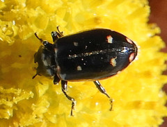 Eriopis magellanica