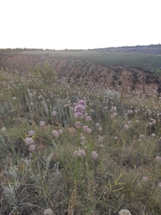 Allium lineare
