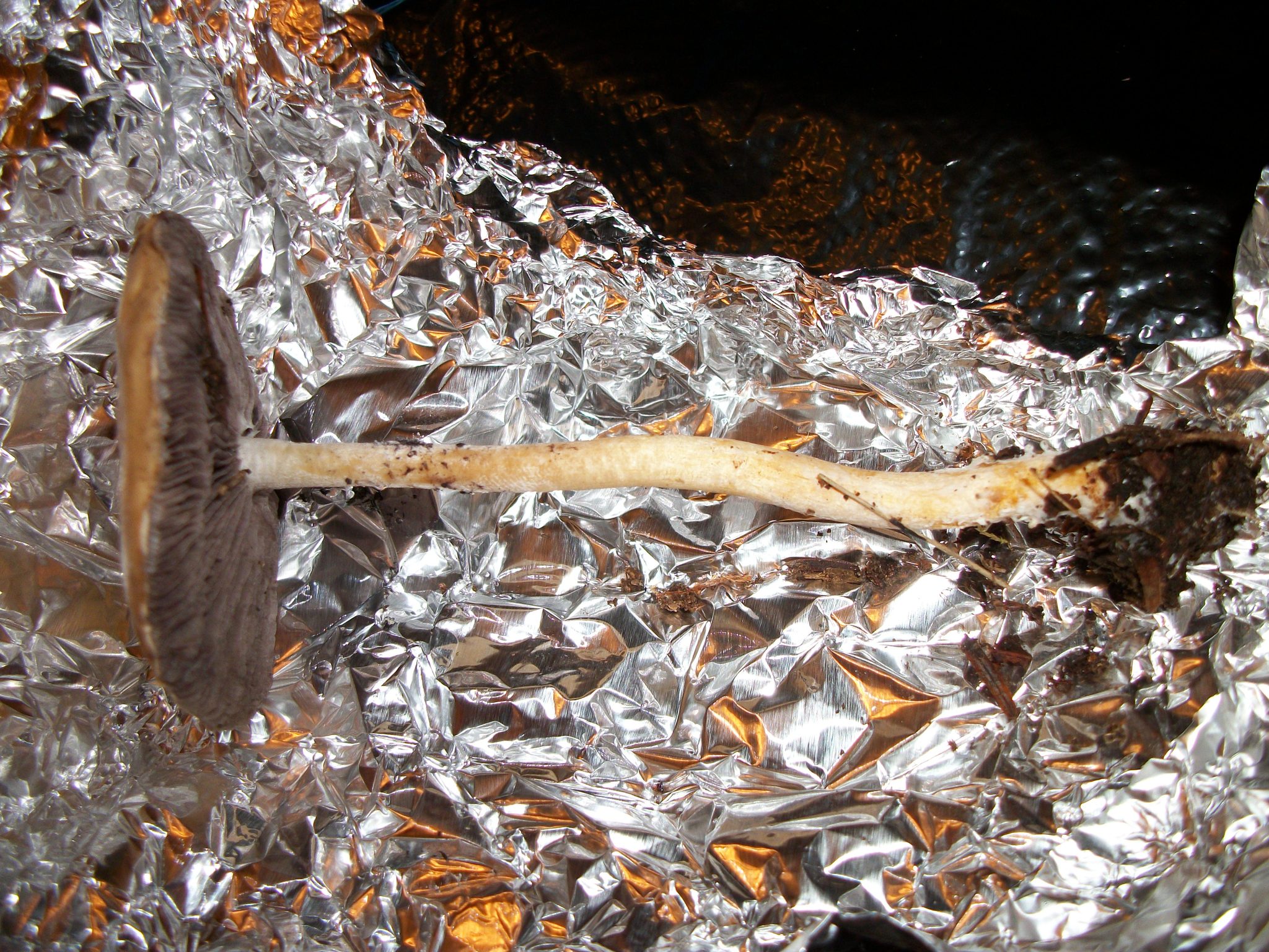 Stropharia ambigua image