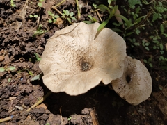 Lentinus squarrosulus