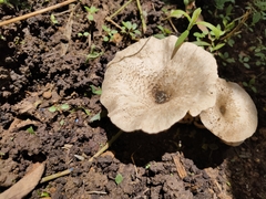 Lentinus squarrosulus