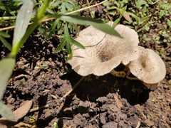 Lentinus squarrosulus