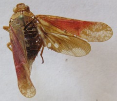 Echetra abrahami
