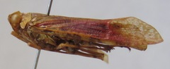 Echetra abrahami