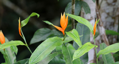 Heliconia aurantiaca