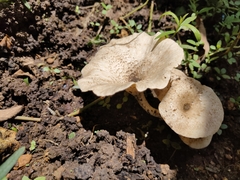 Lentinus squarrosulus