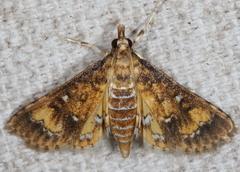 Niphograpta albiguttalis