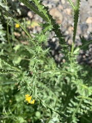 Carduus adpressus
