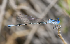 Argia alberta
