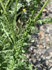 Carduus adpressus