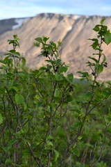 Alnus alnobetula fruticosa