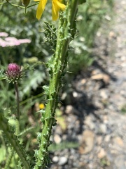 Carduus adpressus