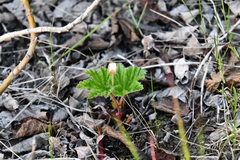 Rubus chamaemorus