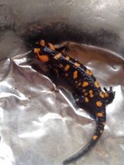 Salamandra corsica