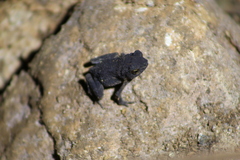 Ingerophrynus parvus