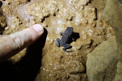 Ingerophrynus parvus