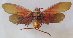 Copidocephala guttata