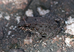 Leptodactylus rugosus