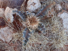 Acanthopsis hoffmannseggiana
