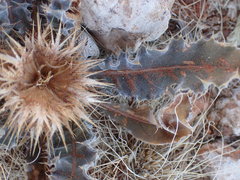 Acanthopsis hoffmannseggiana