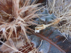 Acanthopsis hoffmannseggiana