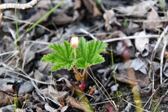 Rubus chamaemorus