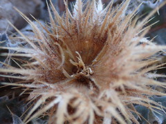 Acanthopsis hoffmannseggiana