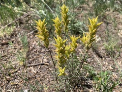 Castilleja flava