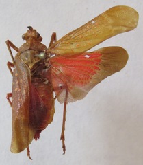 Enchophora sanguinea