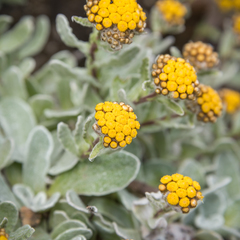 Helichrysum basalticum