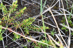 Empetrum nigrum subholarcticum